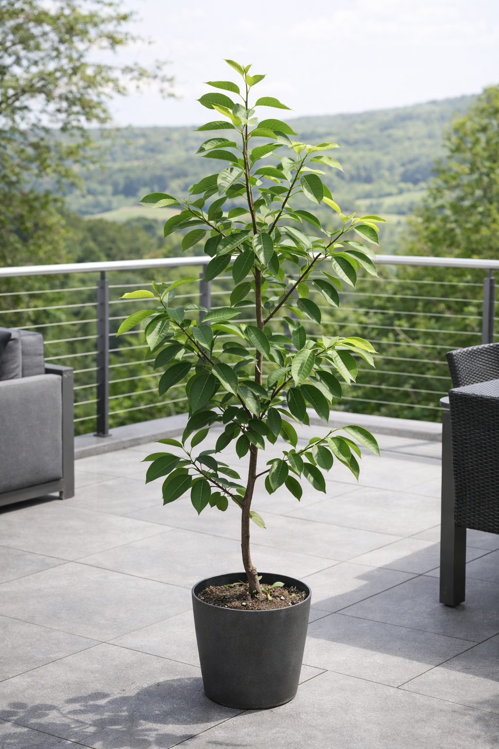 Diospyros kaki 'Vaniglia' 160–200 cm – Kakibaum Vaniglia / Vanille-Kaki, winterharte Kakipflanze, exotischer Obstbaum für Garten & Terrasse