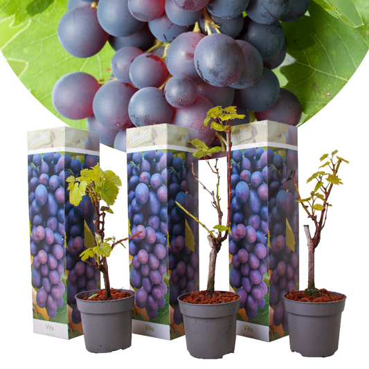 Vitis vinifera Cabernet Franc-Rebe - 3er Set - Weinrebe - Topf 9cm - Höhe 25-40cm
