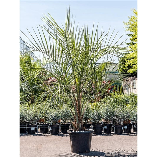 Gewöhnliche Geleepalme (Butia capitata) – winterharte exotische Palme, 100–120 cm inkl. Topf – Kübelpflanze / Jelly Palm