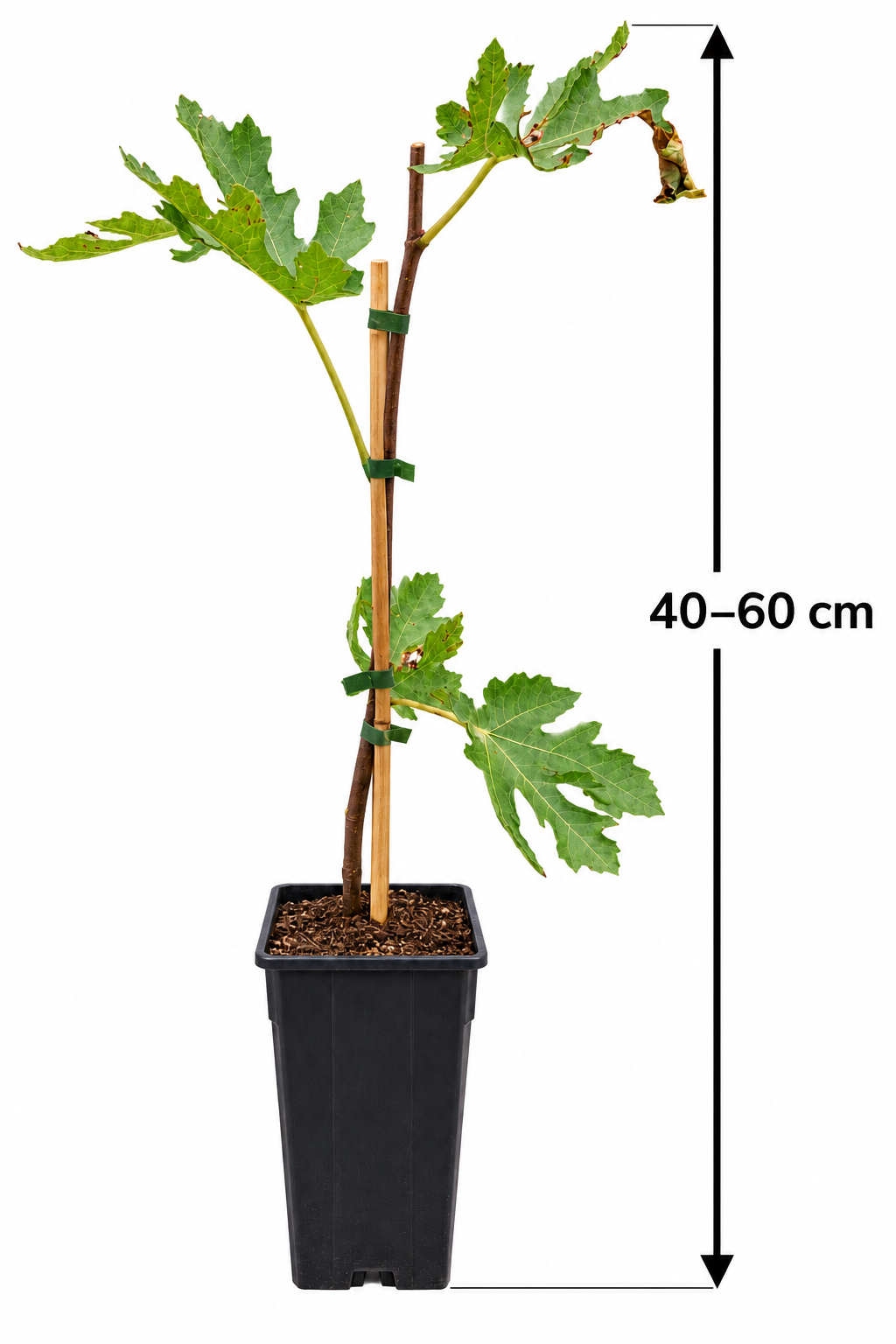 Feige ‘Ice Crystal’ – Ficus carica – Feigenbaum mit dekorativen Blättern für Garten & Kübel – 40–60 cm inkl. Topf
