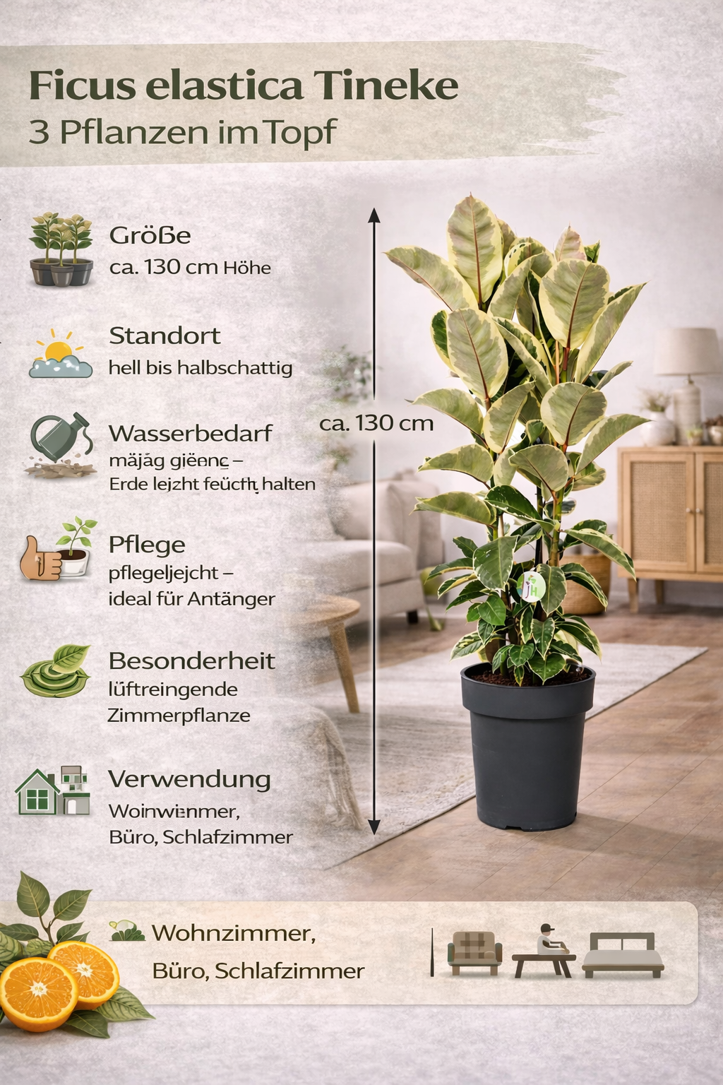 Bílo-panašovaný kaučukovník 3 rostliny v květináči o průměru 100-110 cm Ficus elastica Tineke pokojová rostlina