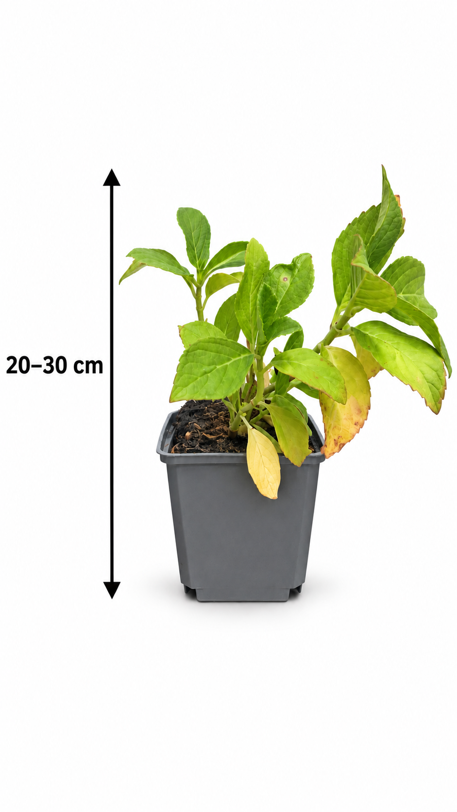 3er-Set Bauernhortensie ‘Ayesha’ 20–30 cm – Rosa Hydrangea macrophylla für Garten und Kübel