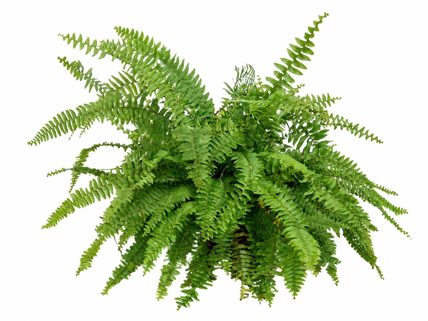 Farne Nephrolepis Green Lady ca. 30 cm - Zimmerpflanze - Grünpflanze