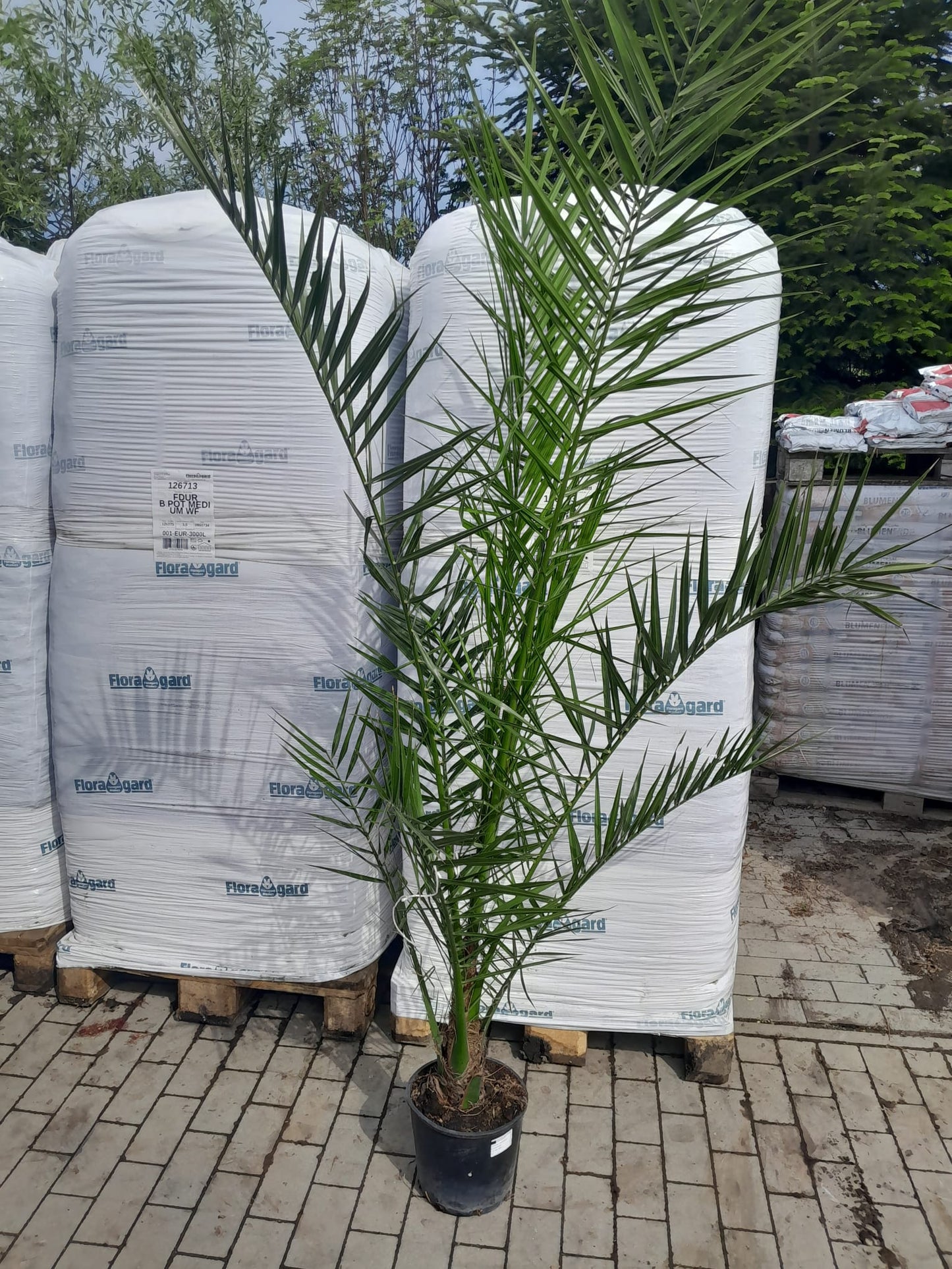 2 Stück 190-210 cm Phoenix canariensis kanarische Dattelpalme kräftige Palmen keine Jungpflanzen VERSANDKOSTENFREI