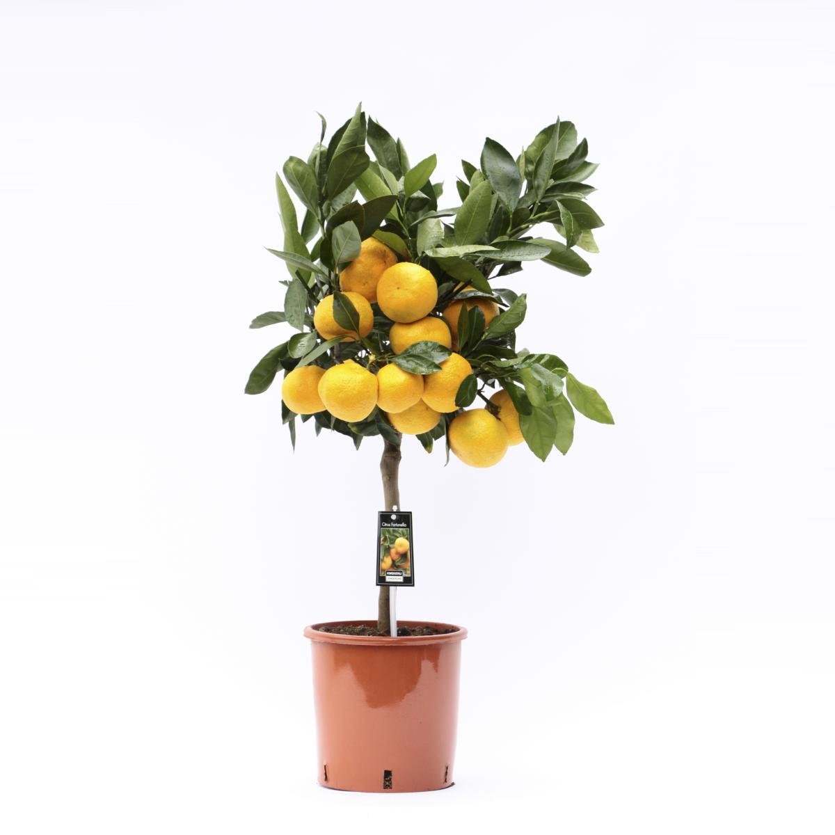 Satsuma Mandarine – Winterharte Mandarine Citrus unshiu – Satsumabaum Kübelpflanze ca 70–100 cm inkl Topf