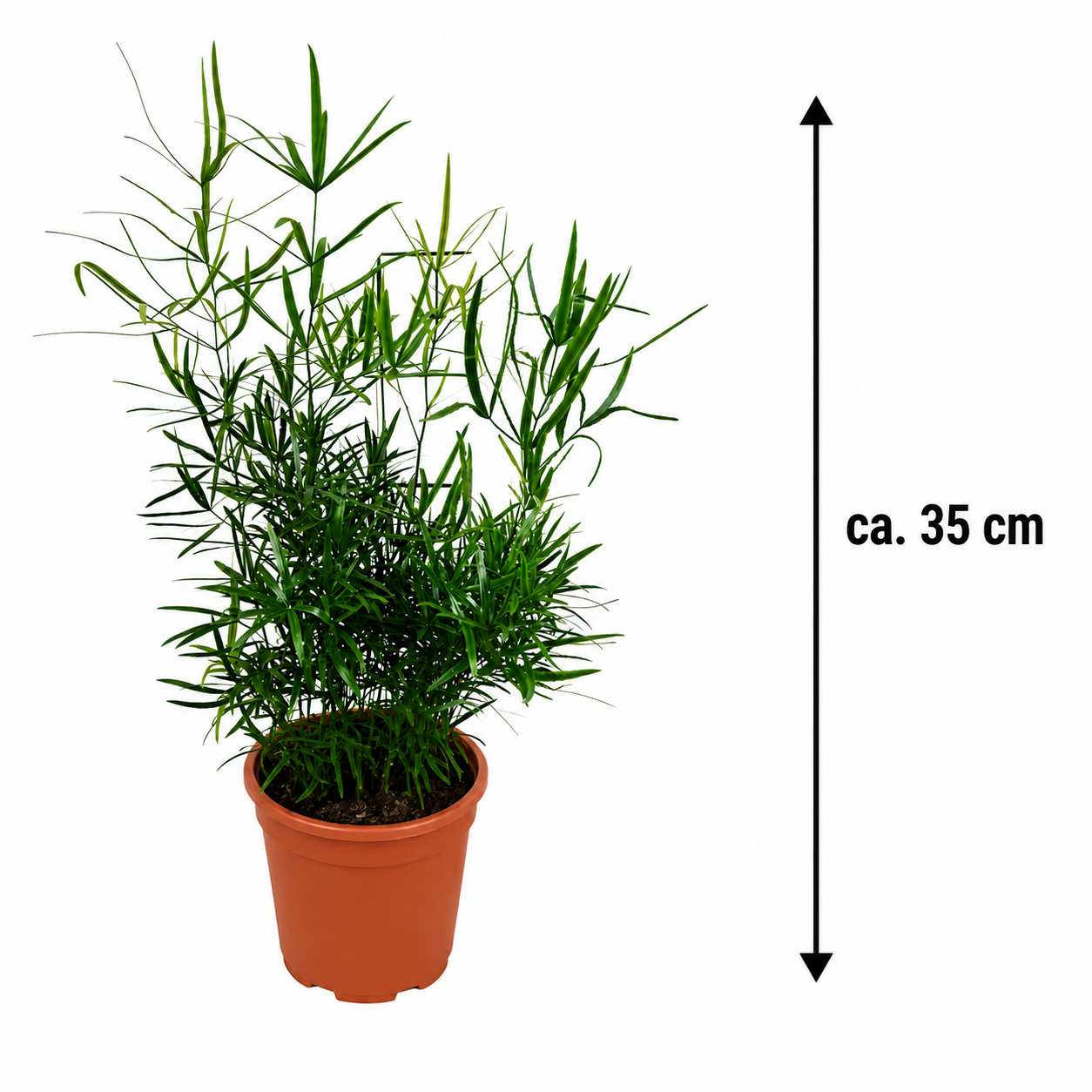 Chřest falcatus 35 cm Chřest srpkovitý Okrasný chřest