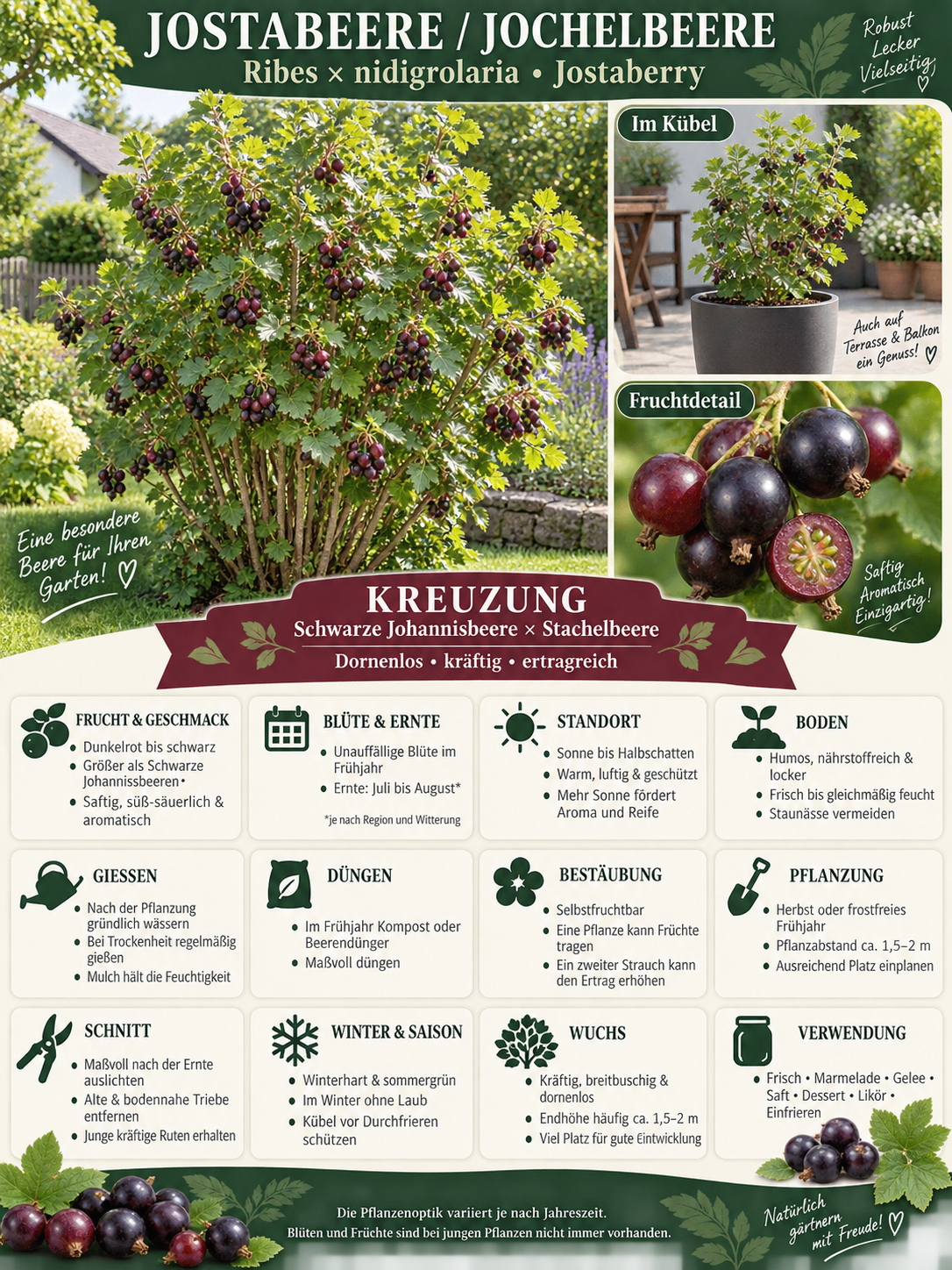 Jostabeere / Jochelbeere 60–70 cm – Ribes ‘Jostaberry’ – winterharter Beerenstrauch für Garten und Kübel