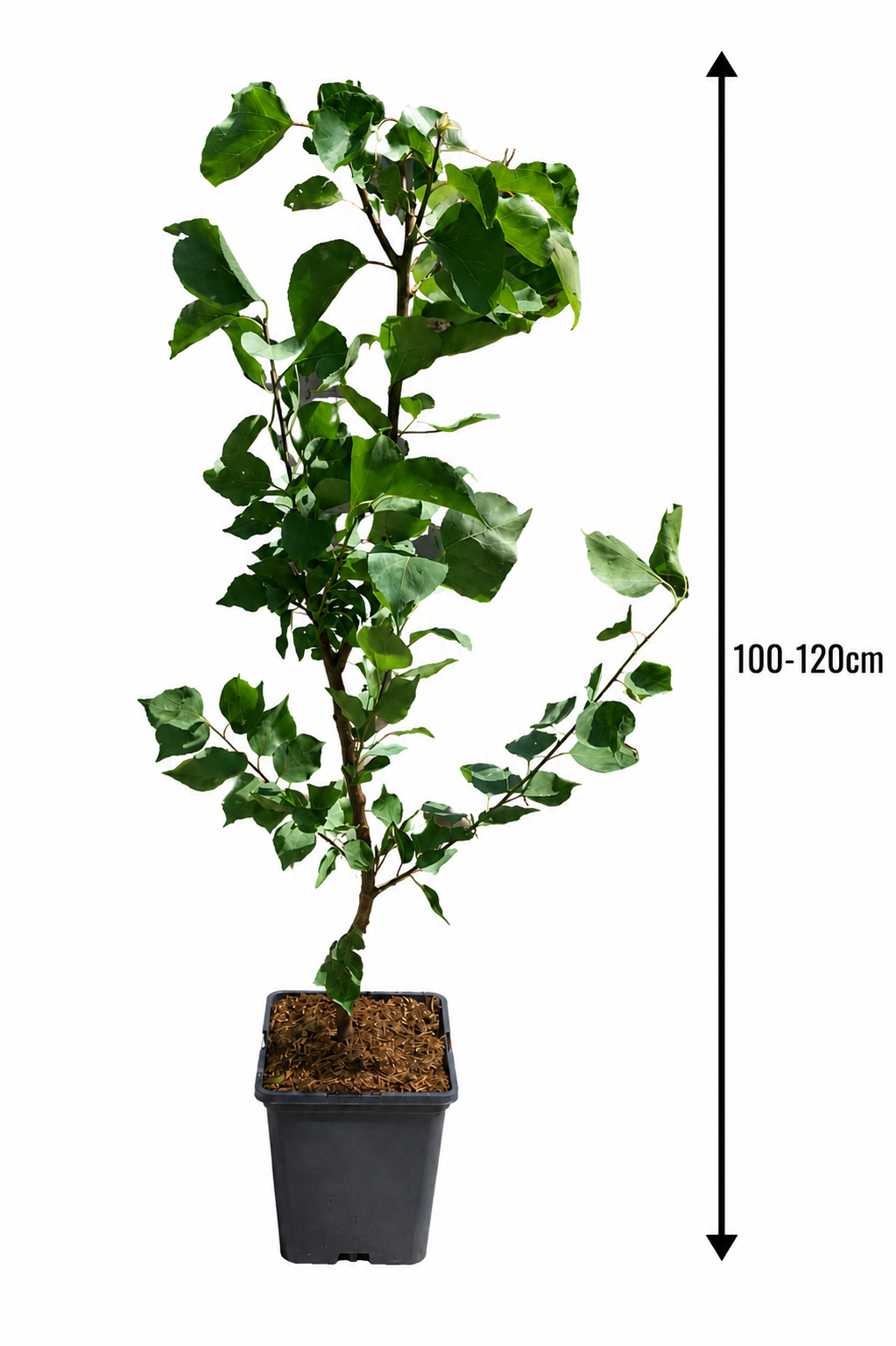 Aprikosenbaum „Prunus armeniaca“ 100–120 cm – Obstbaum für Garten & Kübel | Aprikose kaufen