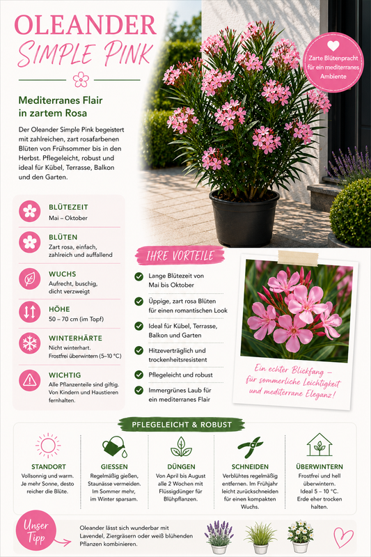 Rosa Oleander 50-70 cm (Nerium oleander) – mediterrane Blütenpflanze mit einfacher rosa Blüte | wintergarten kübelpflanze balkon terrasse