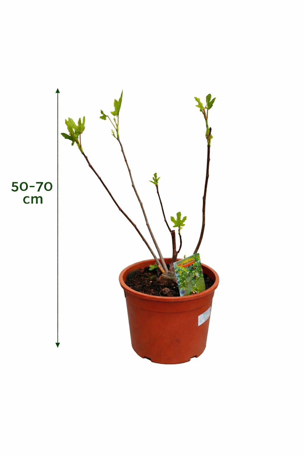 Ficus carica Bornholms Busch 50–70 cm – Winterharte Feige / Feigenbaum winterhart – Echte Feige für Garten & Balkon