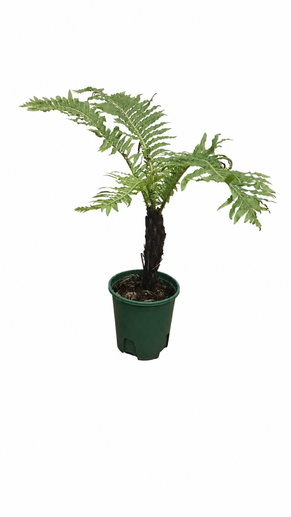 Blechnum orientale Linn 50–60 cm mit Stamm – Orientalischer Rippenfarn, tropischer Baumfarn für Zimmer & Wintergarten