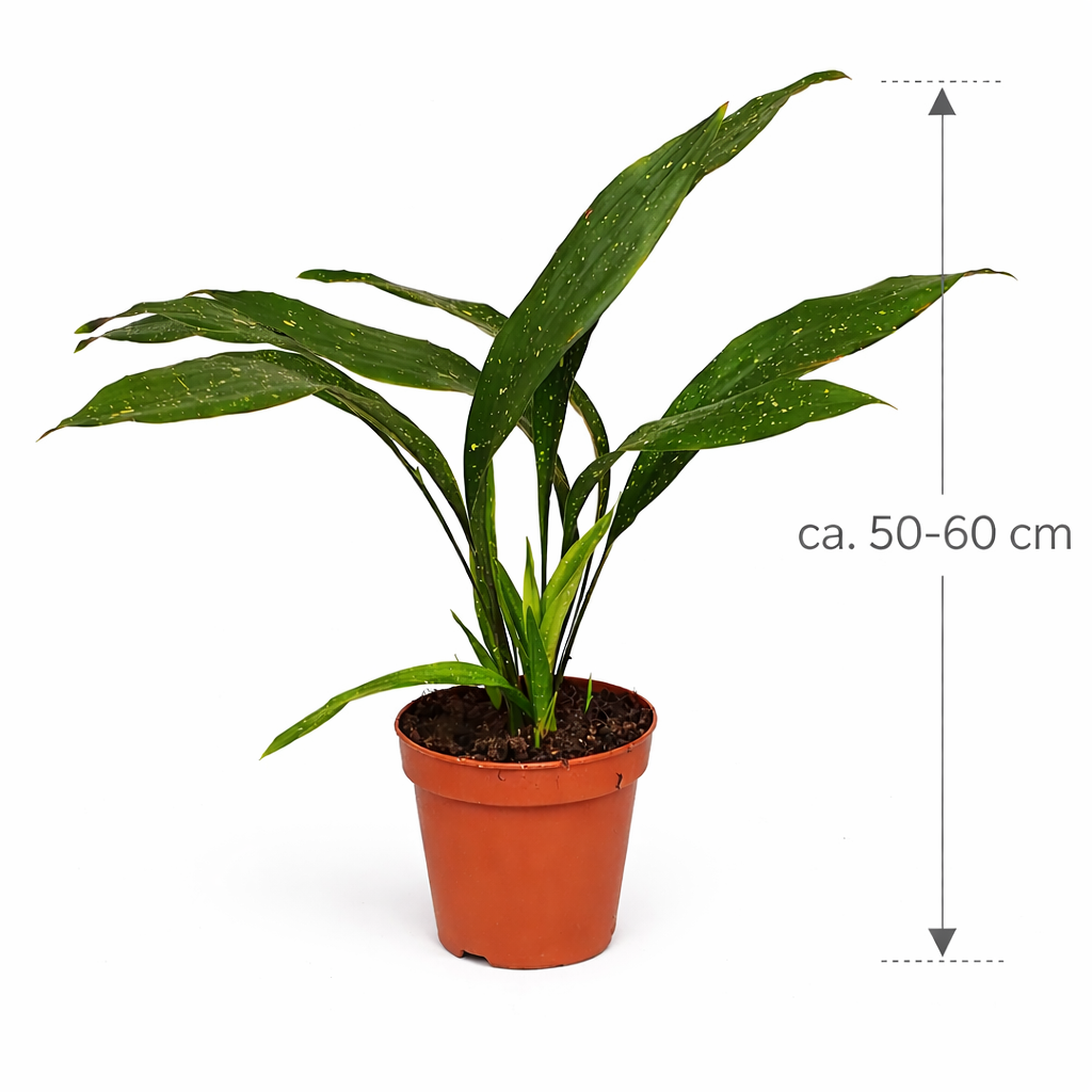 schusterpalme aspidistra Aspidistra elatior Milky Way 50-60 cm – Schusterpalme mit Sternsprenkeln