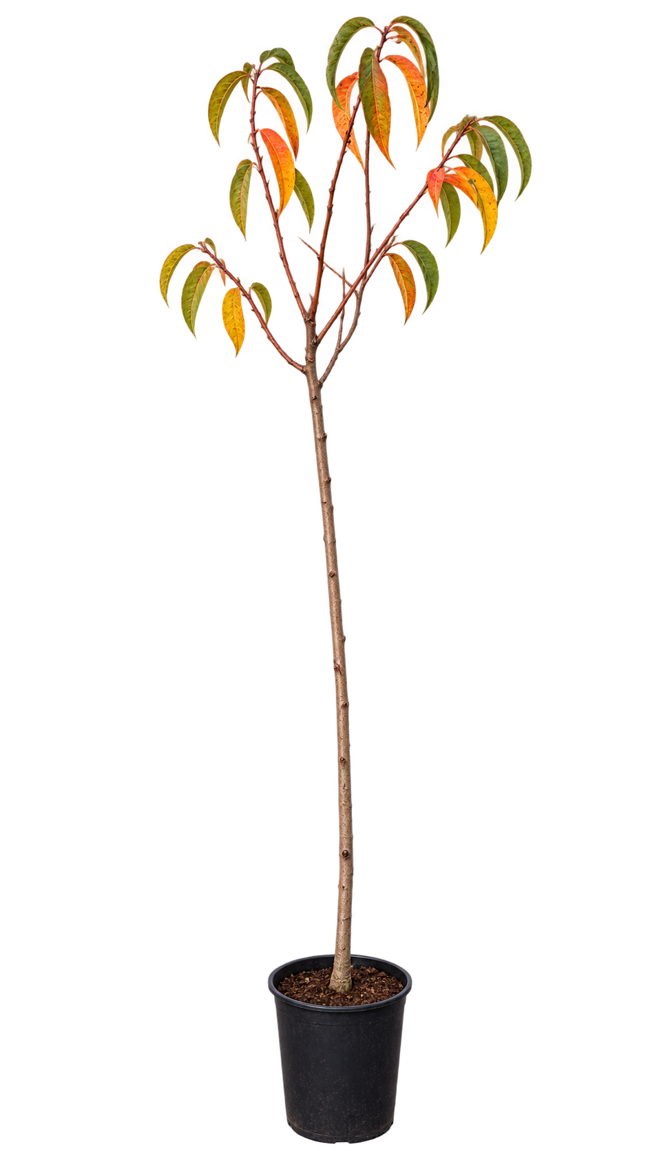 Pfirsichbaum ‘Federica’ – Prunus persica | Obstbaum für Garten & großen Kübel | 160–200 cm inkl. Topf