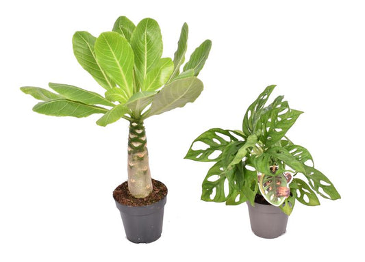 Brighamia insignis (Hawaii-Palme) & Monstera Monkey Leaf Set – Einzigartige Zimmerpflanzen für Ihr Zuhause inkl. Pflegeanleitung