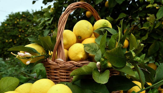 Citrus limon Femminello Siracusano – Zitronenbaum 120–160 cm, robuste echte Zitrone, mediterrane Kübelpflanze