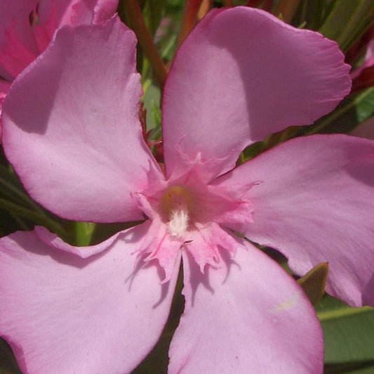 Oleander 80-100 cm Nerium oleander Rosa -Emile