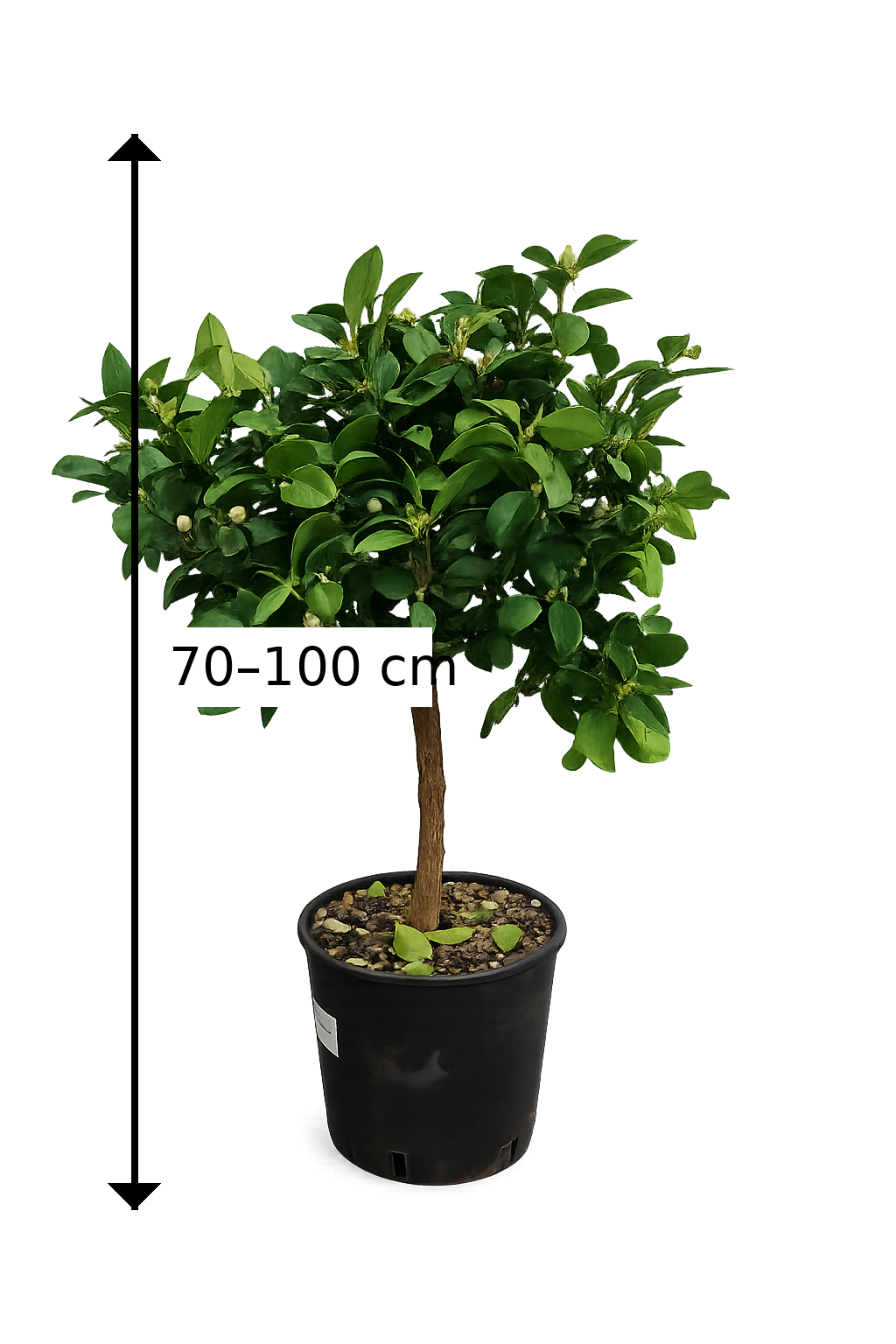 Römische Limette Pursha Citrus limetta Süße Limette Zitruspflanze 70–100 cm Mediterrane Kübelpflanze für Terrasse Garten Wintergarten