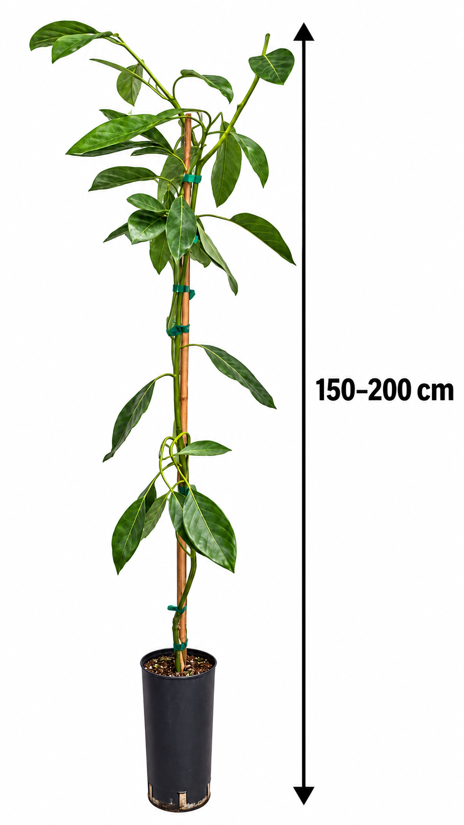 Avocadobaum ‘Pinkerton’ – Avocado-Pflanze (Persea americana) für Kübel, Balkon & Wintergarten – 150–200 cm inkl. Topf
