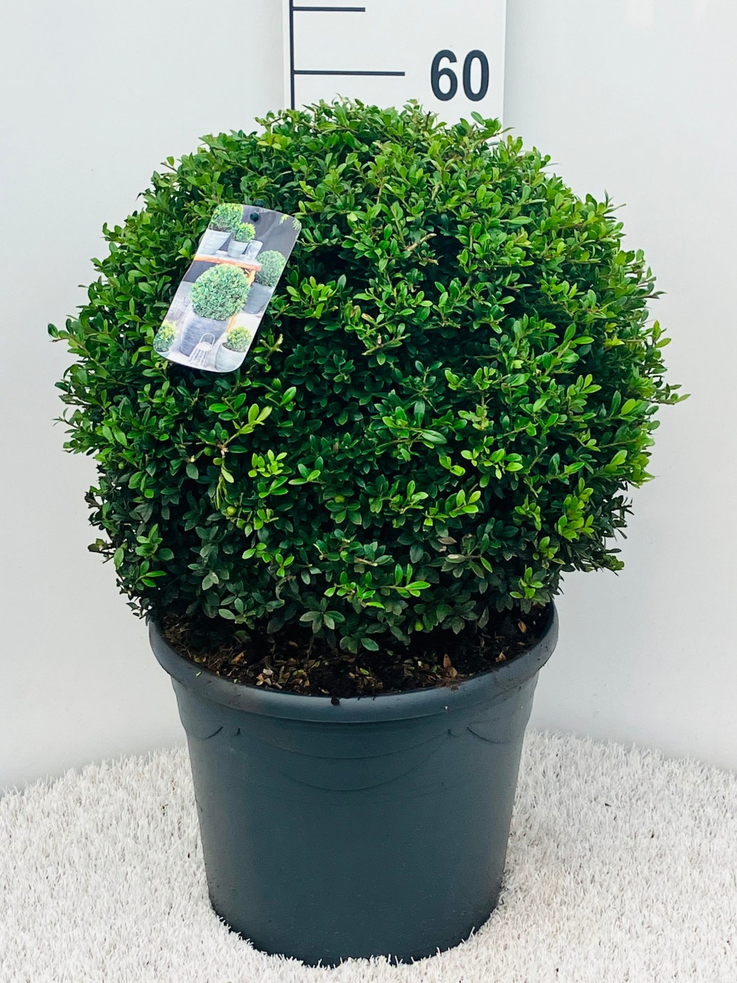 Ilex crenata 'Green Glory'  Kugel  40 cm Ø - Stechpalme Heckenpflanzen - Idealer Buchsbaum-Ersatz