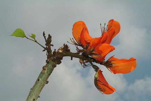 Erythrina caffra až 120-140 cm - Barevný korálový strom pro tropickou atmosféru ve vaší zahradě