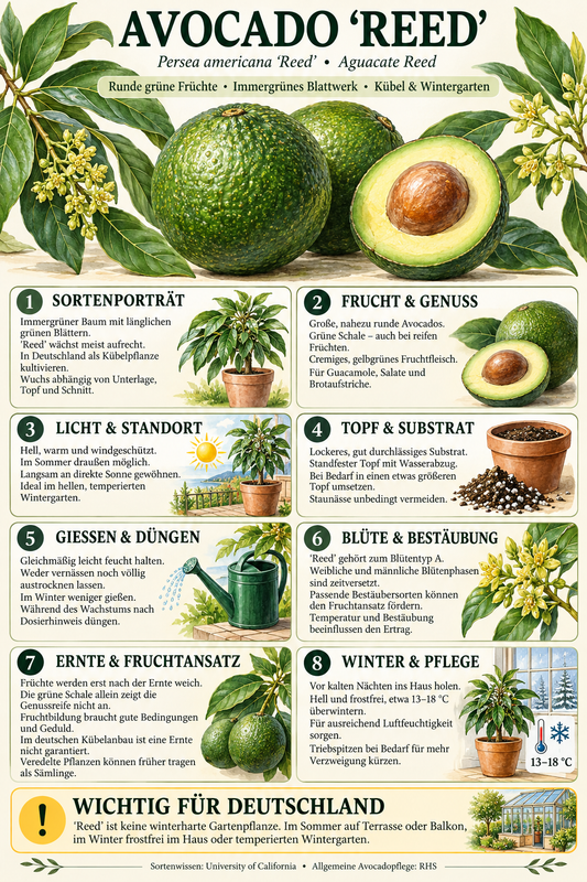 Avocadobaum ‘Reed’ – Avocado-Pflanze (Persea americana) für Kübel, Terrasse & Wintergarten – 150–200 cm inkl. Topf