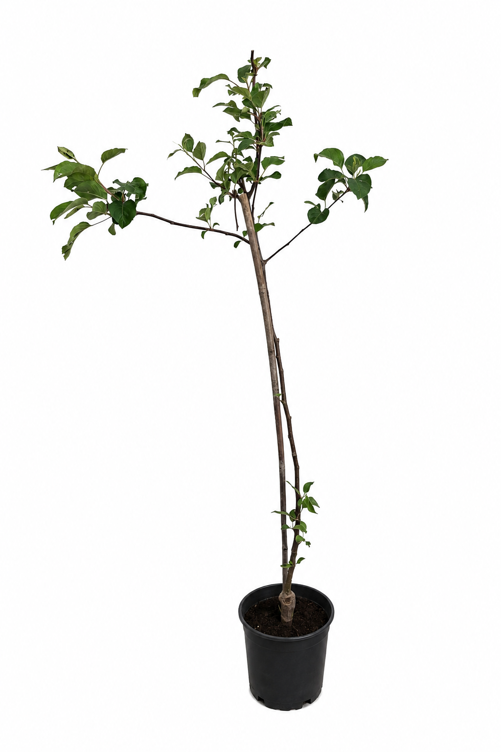 Apfelbaum Malus Starking – Roter Delicious Apfel | Obstbaum 100–140 cm | Winterharte Obstpflanze für Garten & Obstwiese
