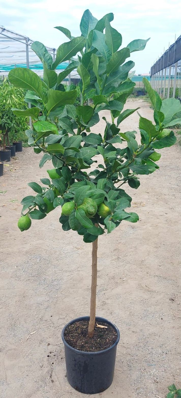 Citrus limon lunario 120-140 cm - Echter Zitronenbaum - Vier-Jahreszeiten-Zitrone