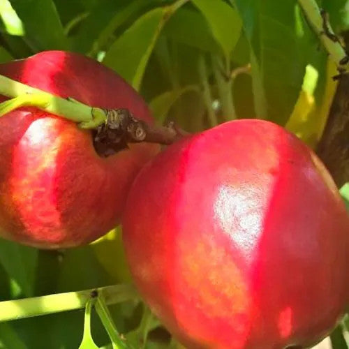 Pfirsichbaum Prunus persica ‘Precoce’ – früher Pfirsich, Obstbaum 100–140 cm, winterhart
