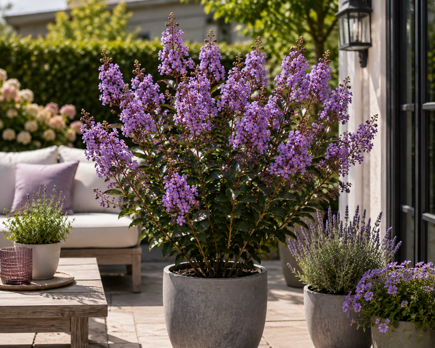 Lagerstroemia indica Rhapsody in Blue 40–60 cm – Violette Kreppmyrte im 2,5-Liter-Topf – Flieder des Südens für Garten und Kübel