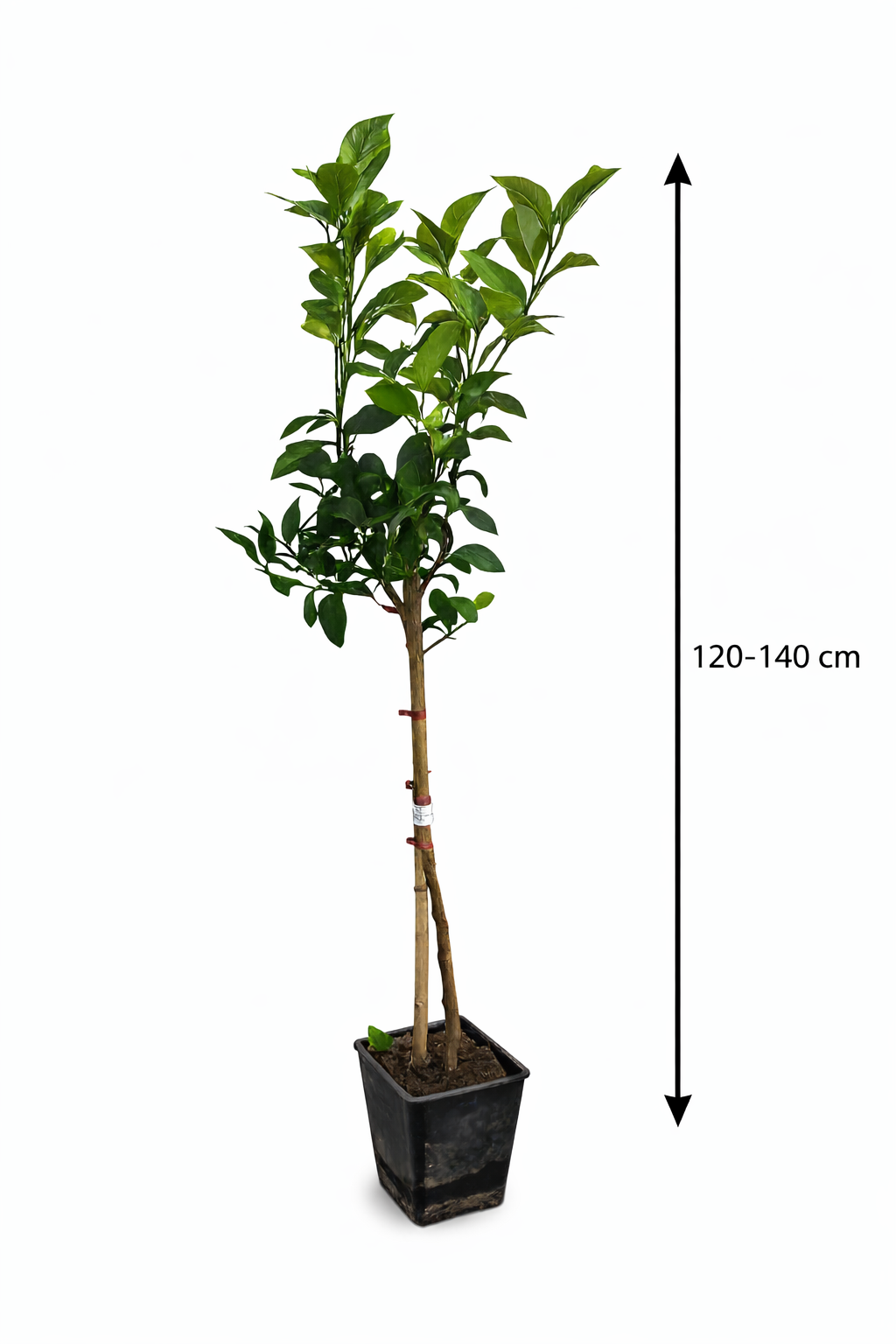 Amalfitano Zitronenbaum 120–140 cm – Echter Zitronenbaum im Topf, Mediterraner Citrus Limon für Terrasse & Balkon
