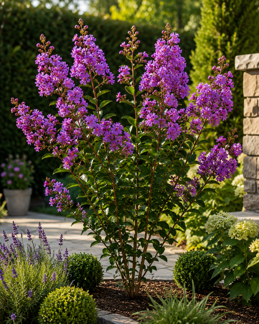 Lagerstroemia indica Purple 40–60 cm – Violette Kreppmyrte im 2,5-Liter-Topf – Flieder des Südens für Garten und Kübel