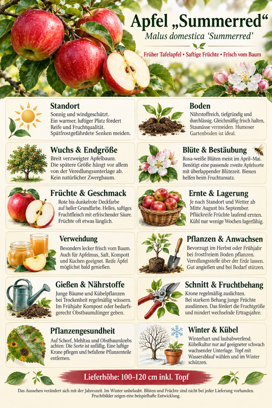 Malus domestica ‘Summerred’ 100–120 cm – Sommerapfel, früh reifender Apfelbaum mit rot-gelben Früchten