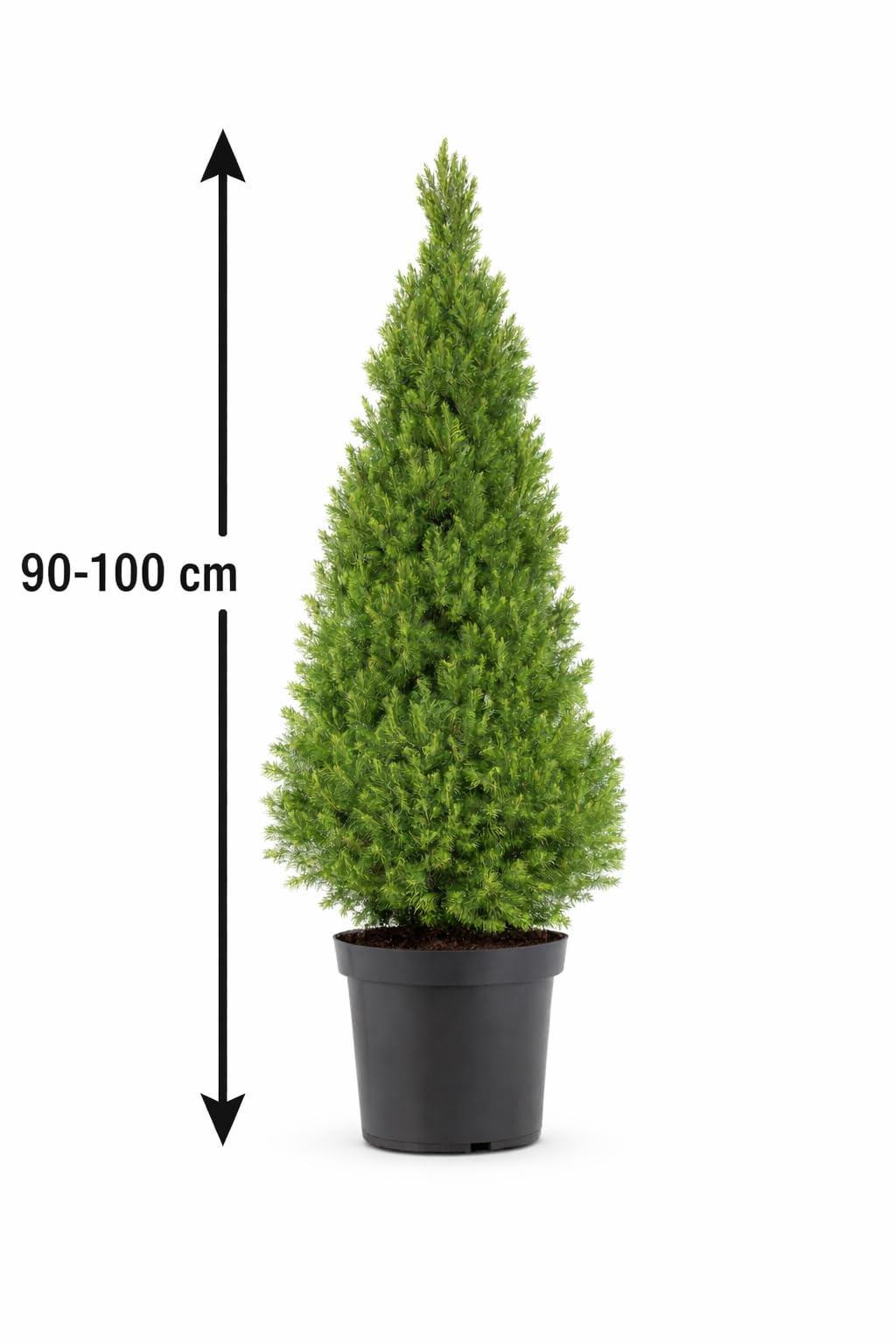 Picea glauca Conica 90-100 cm  Zuckerhutfichte Fichte