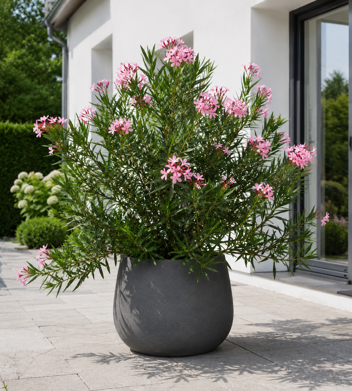 Oleander ‘Semplice Rosa’ 120–140 cm – Rosa blühender Rosenlorbeer für Terrasse, Balkon und Garten