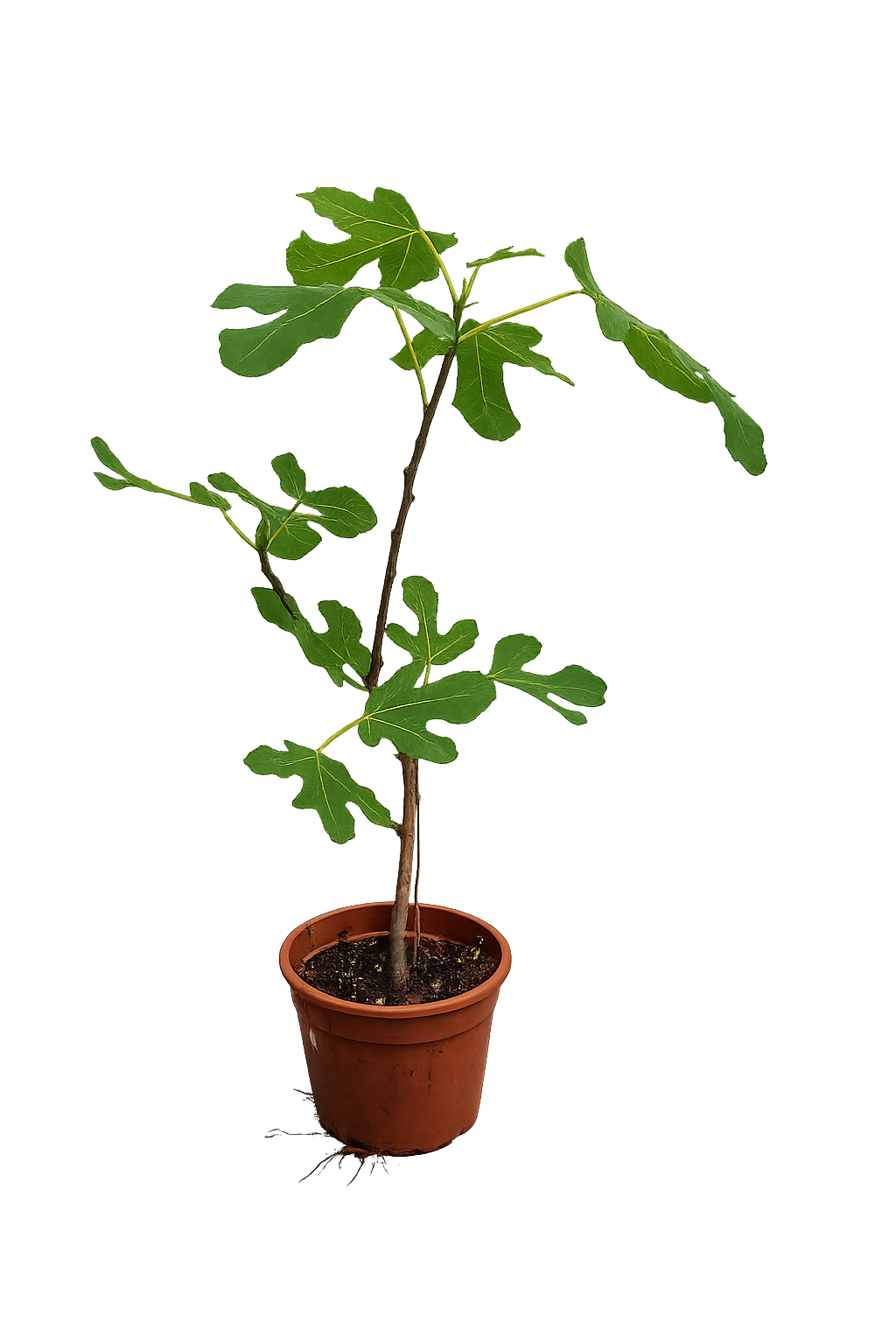 Winterharte Echte Feige Ficus carica Bornholms Stämmchen 60-80 cm  Feigenbaum für Garten Balkon Kübelpflanze