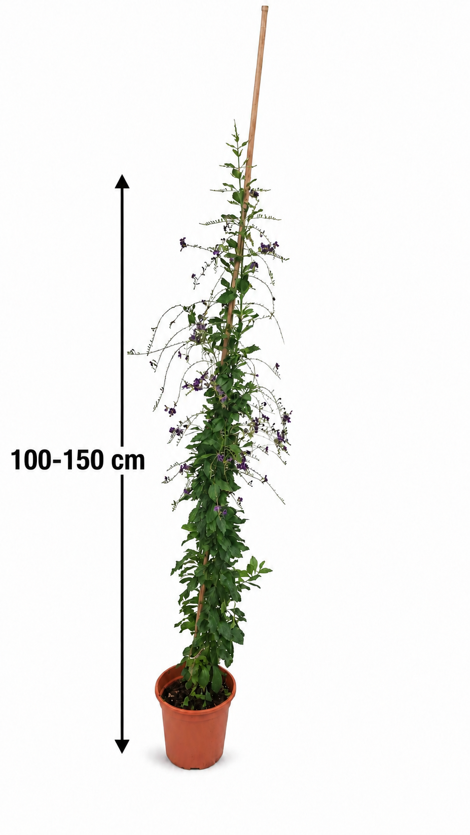 Duranta erecta 'Geisha Girl' – exotický holubník, 100–150 cm, fialové květy, vhodná pro včely, rostlina do nádob