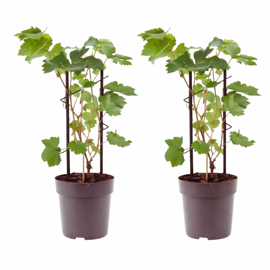 2 révy vinné 'Bianca' – Vitis vinifera | Stolní hrozny bílé | Odolný, produktivní, robustní | 30–50 cm včetně květináče o průměru 12 cm