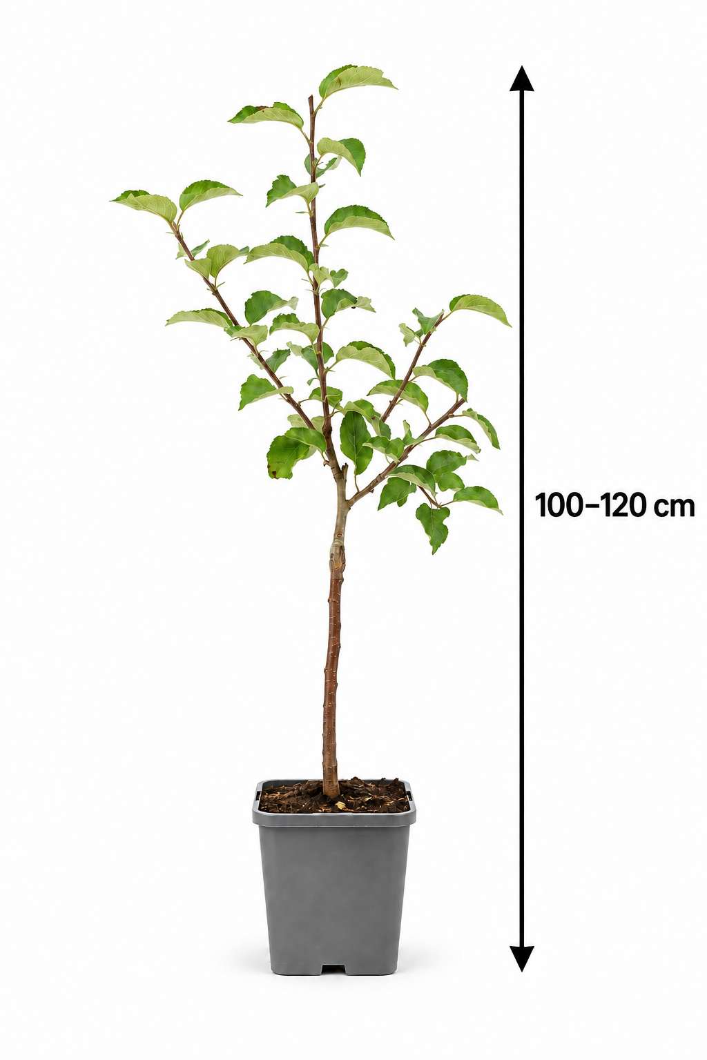 Apfelbaum ‘Jonagold’ 100–120 cm – Malus domestica | Aromatischer Winterapfel für Garten, Terrasse & Obstwiese