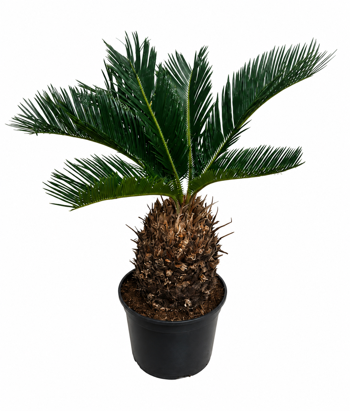 Palmfarn (Cycas revoluta) ca. 50 cm – Japanischer Palmfarn mit 10–15 cm Knolle | Exotische Zimmerpflanze & Kübelpflanze