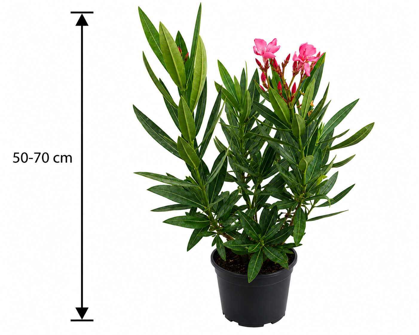 Dunkelrosa Oleander (Nerium oleander) 50–70 cm inkl. Topf – Mediterrane Kübelpflanze, Blühpflanze, Wintergartenpflanze