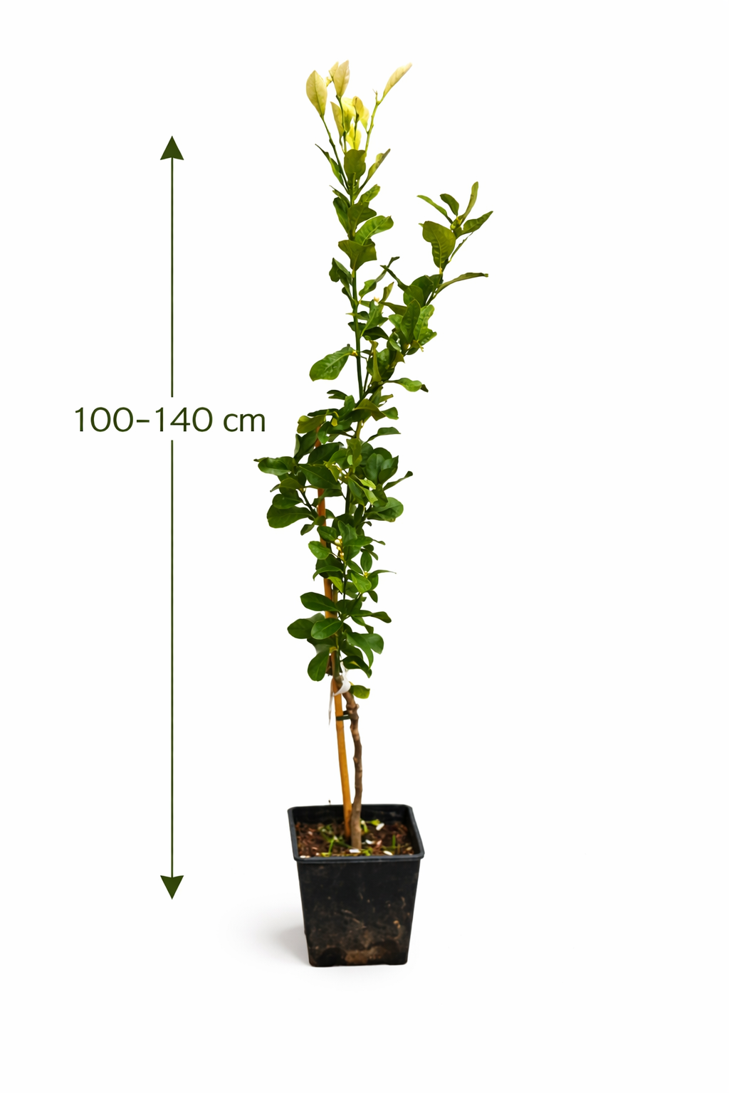 Zitronenbaum 'Zagara Bianca' – Citrus x limon, 100–140 cm, duftende weiße Blüten & essbare Zitronen