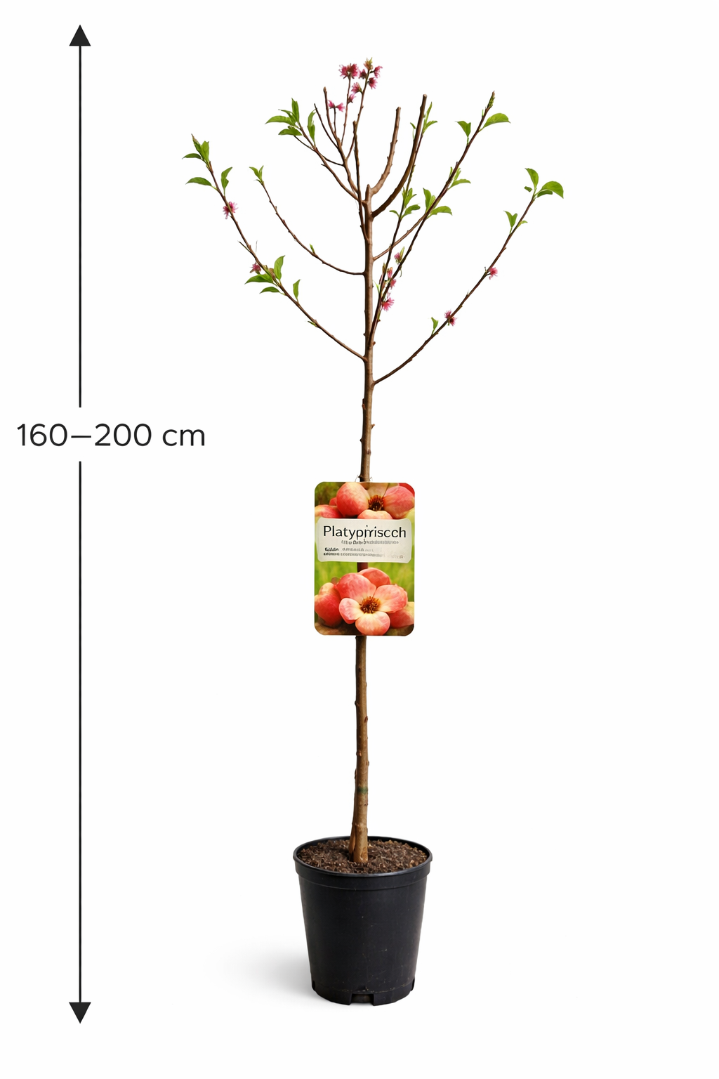Plattpfirsich „Platycarpa“ – Prunus persica | Flachpfirsich-Baum 160–120 cm | Obstbaum winterhart