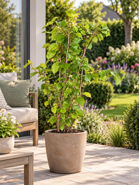 Haselnussstrauch Corylus ‘Nottingham Früheste’ – frühe Haselnuss, ca. 50-70 cm, kräftige Pflanze im Topf