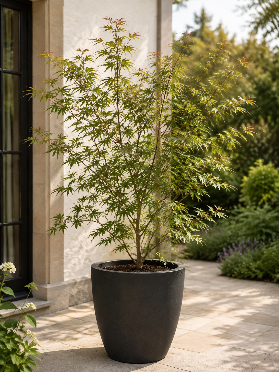 Acer palmatum ‘Seiryu’ ca. 30 cm – Japanischer Fächerahorn, grüner Schlitzahorn für Garten und Kübel
