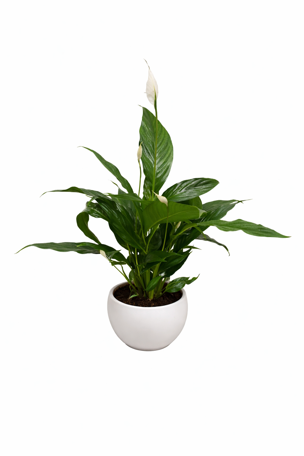 Spathiphyllum Chico ca 70 cm im Keramikuebertopf Friedenslilie Einblatt Zimmerpflanze luftreinigend pflegeleicht