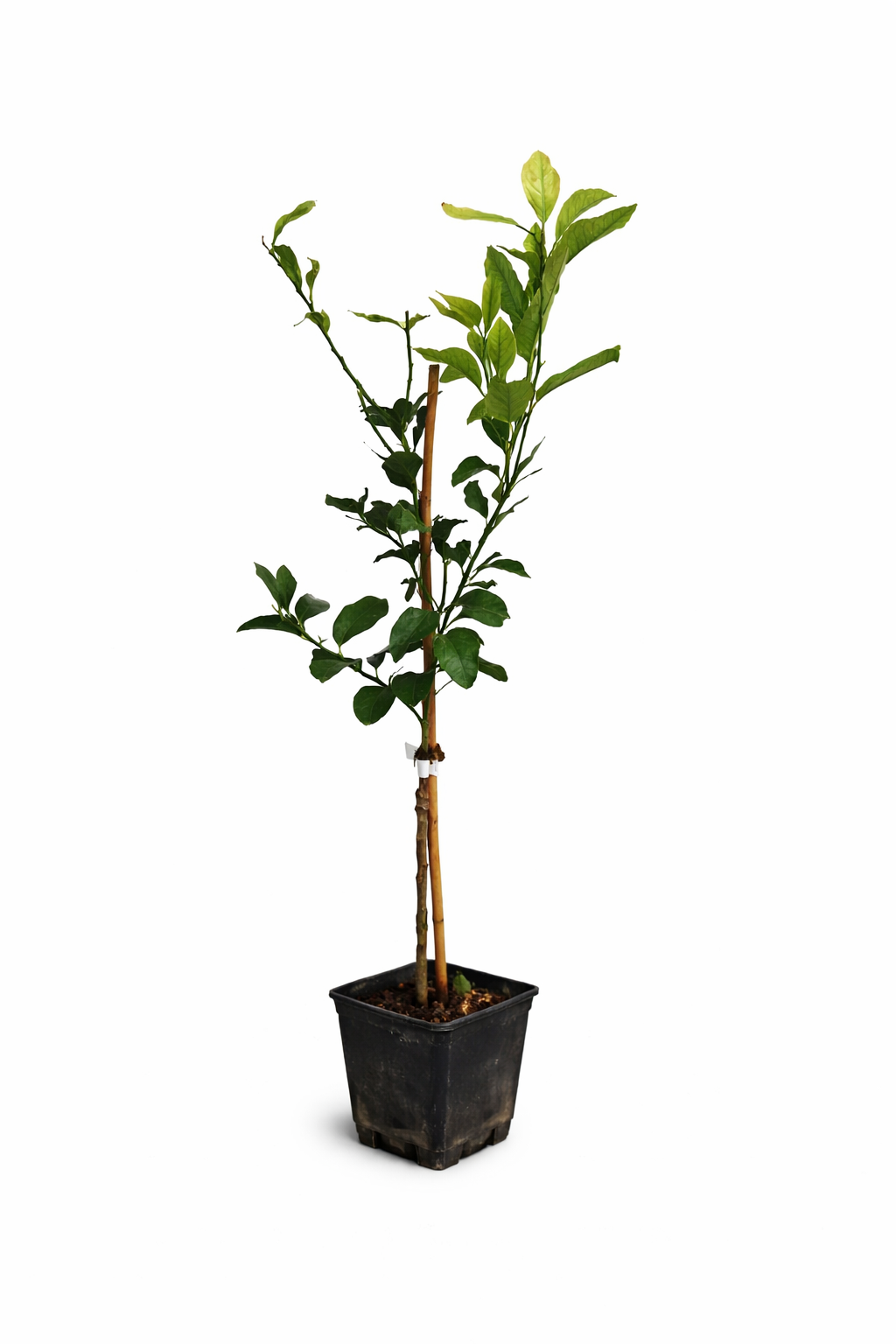 Citrus limon Verna 120-140 cm – Zitronenbaum Verna – Echter Zitronenbaum – Mediterrane Kübelpflanze mit aromatischen Früchten