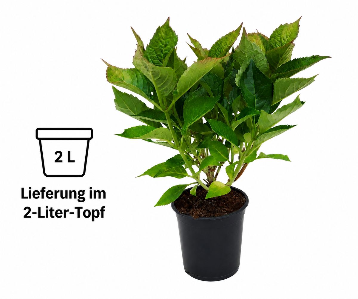 Hortensie ‘Alpenglühen’ – rote Bauernhortensie Hydrangea macrophylla im 2-Liter-Topf