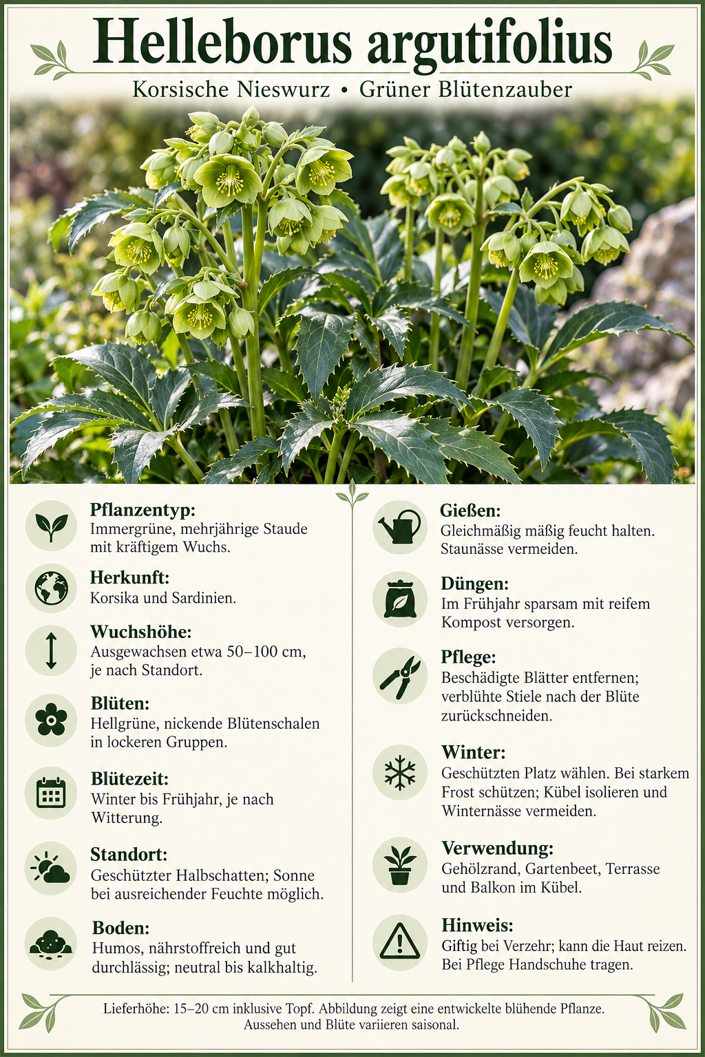 Korsische Nieswurz – Helleborus argutifolius, immergrüne Blütenstaude für Garten & Kübel – 15–20 cm inkl. Topf