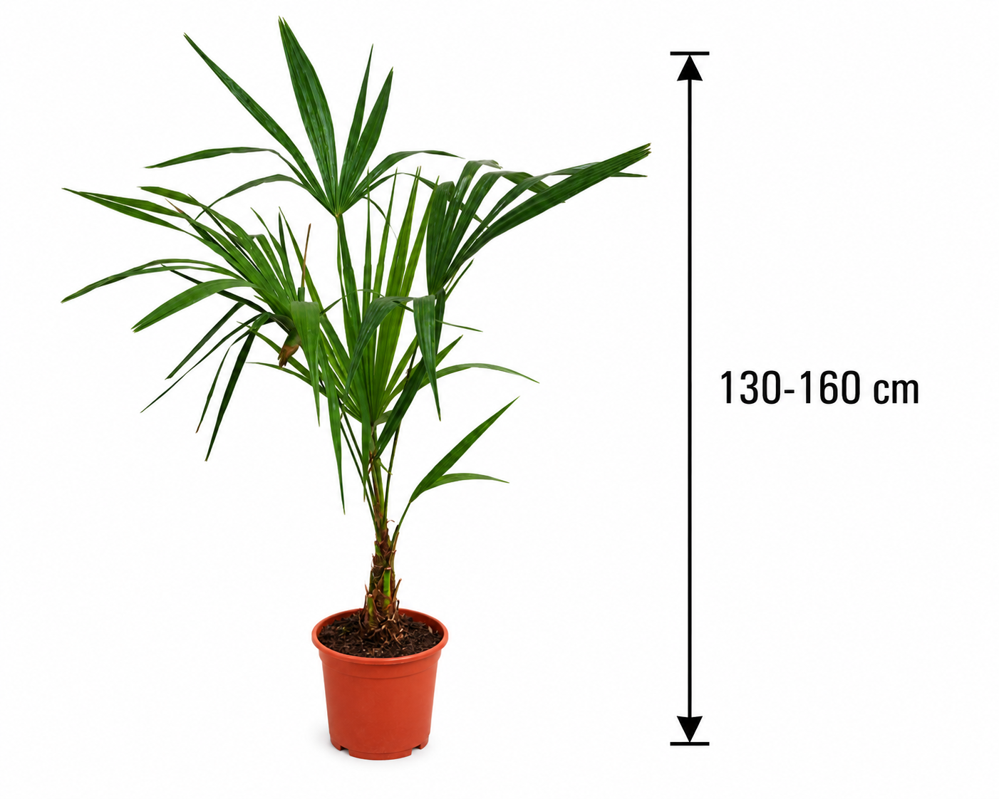 Chinesische Hanfpalme 130–160 cm – Trachycarpus fortunei – Winterharte Palme für Garten, Terrasse und Kübel