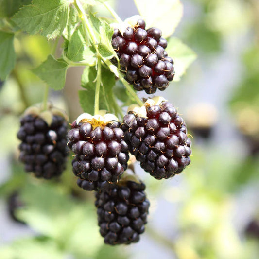 Brombeere 'Thornless Boysenberry' ca. 60 cm Dornenfreie Vielfalt für Ihren Garten